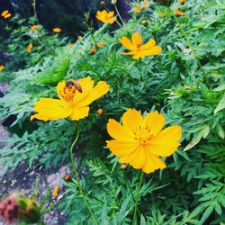 Close-up of yellow flower