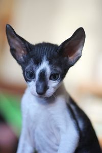 Close-up portrait of cat