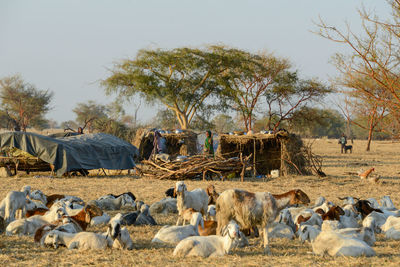 Flock of sheep on field