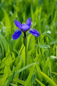 Close-up of purple flowering plant on field