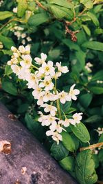 Close-up of flowers blooming outdoors