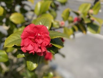 Close-up of red flowering plant