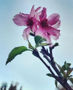 Low angle view of pink flowers