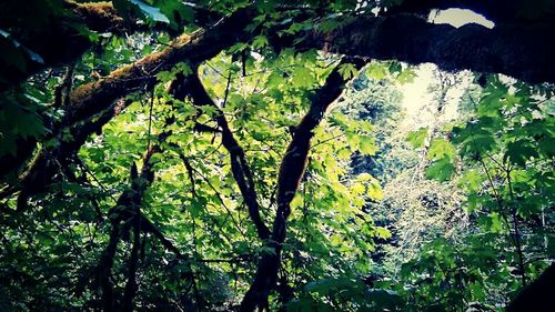 Low angle view of trees in the forest