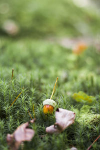 Close-up of blackberries growing on field