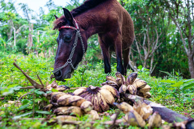 Beautiful domisticated horse enjoying its meal after a daily houling work at the farm.