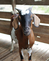 Close-up portrait of goat standing on wood