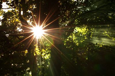 Sun shining through trees