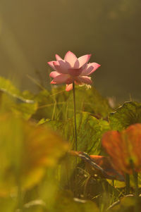 Close-up of pink flower on field