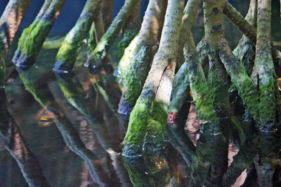 Close-up of leaves on tree trunk