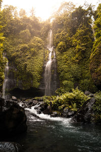 Scenic view of waterfall in forest