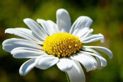 Close-up of white flower