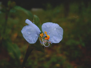 Close-up of insect on flower