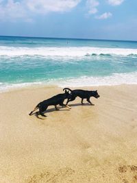 View of a dog on beach