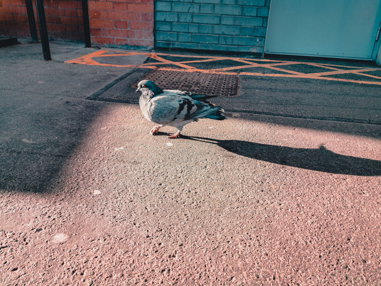 HIGH ANGLE VIEW OF PIGEON PERCHING ON A WALL
