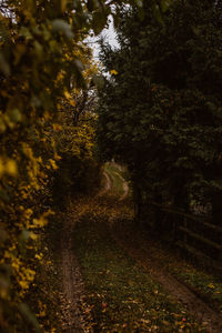 Trees growing in forest during autumn
