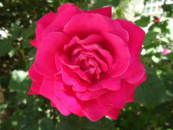 Close-up of pink rose