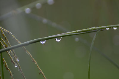 Close-up of wet plant during rainy season