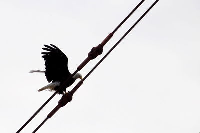 Low angle view of bird perching on cable against sky