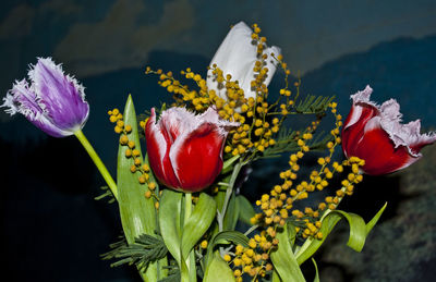 Bouquet of red-violet tulips fringe and mimosa.