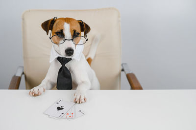 Close-up of dog against white background