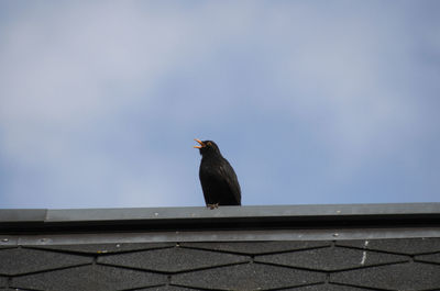 Low angle view of bird perching on roof against sky