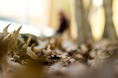 Close-up of plant against blurred background