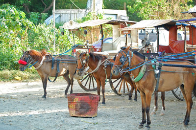 Horses in a horse cart