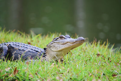 Lizard on a field