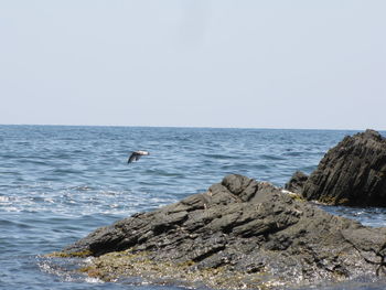 Seagull perching on rock by sea against clear sky