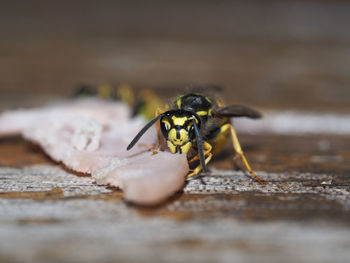 Close-up of insect on table