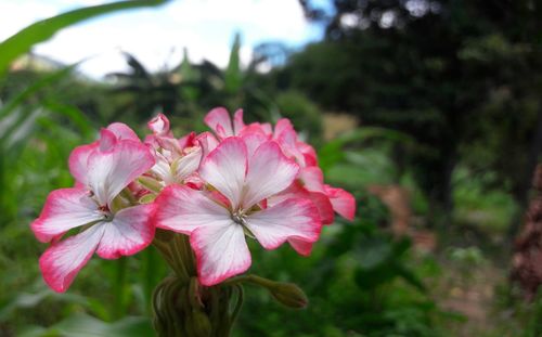 Close-up of pink flowers blooming outdoors