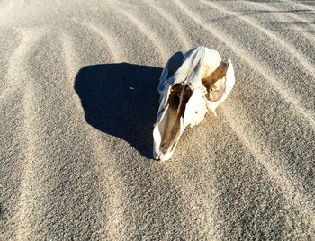 Close-up of animal skull on sand