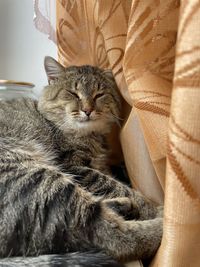 Close-up of cat resting at home