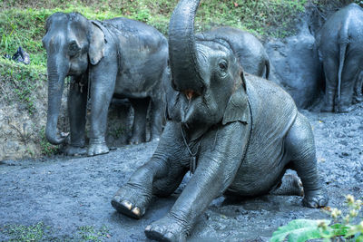 View of elephant in zoo