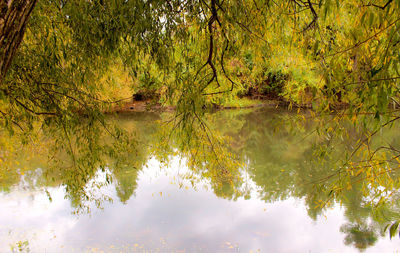 Reflection of trees in lake