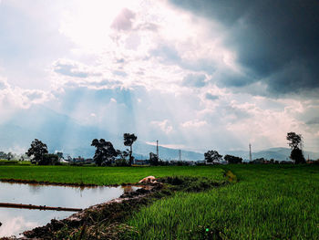 Scenic view of agricultural field against sky