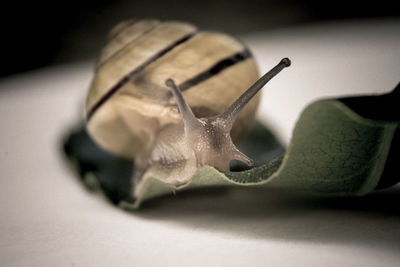 Close-up of snail on table