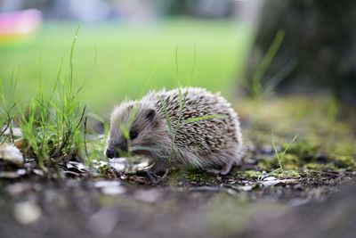 Close-up of hedgehog