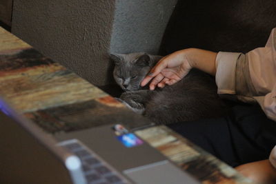 High angle view of cat relaxing on hand