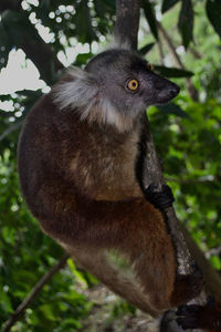 Close-up of a monkey on tree