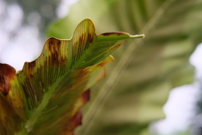 Close-up of green leaves on plant