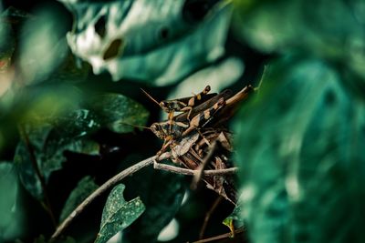 Close-up of insect on plant