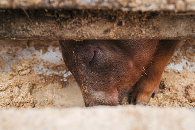 Close-up of a horse in zoo