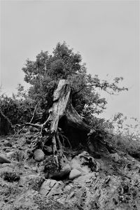 Dead tree on field against sky