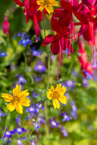 Close-up of yellow flowering plant
