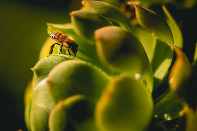 Bee on succulent drinking water