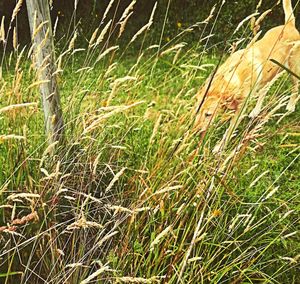 Close-up of plants growing on field