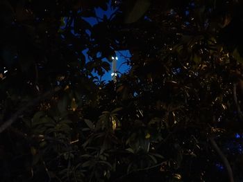 Low angle view of tree leaves at night