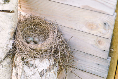 High angle view of bird on wood